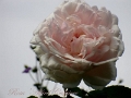 Rosa - Mme Alfred-Carriere 2
